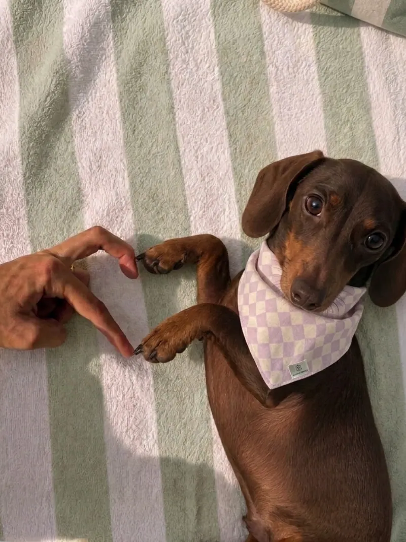 Bandana Guimauve, vue 3