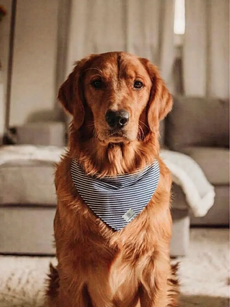Golden retriever portant le bandana Marinière