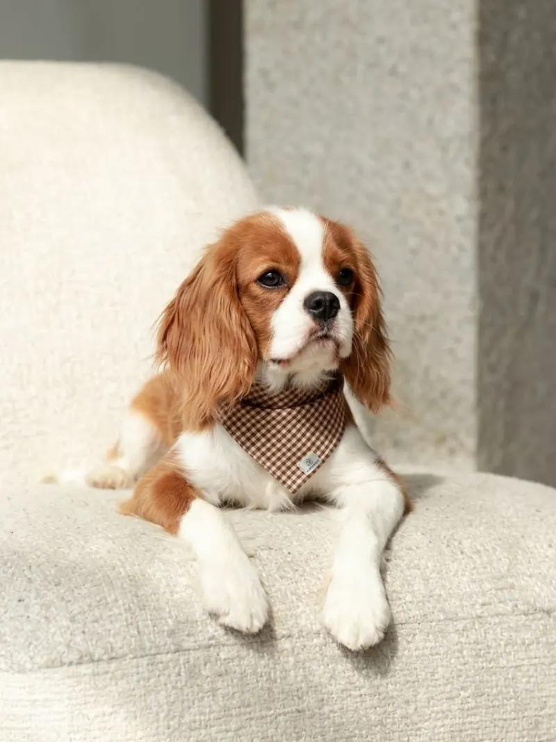 Un cavalier king charles porte le bandana Vichy