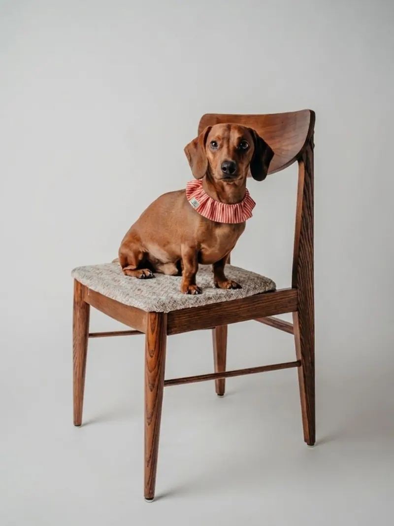 Un teckel assis sur une chaise, chouchou Rayé Orange au cou